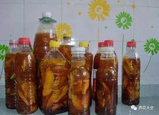 吃剩的橘子皮扔盆裡,花像吃了興奮劑,長的太好了!