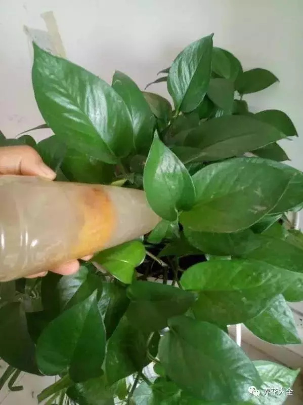 吃剩的橘子皮扔盆裡,花像吃了興奮劑,長的太好了!