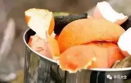 吃剩的橘子皮扔盆裡,花像吃了興奮劑,長的太好了!