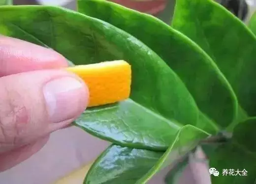 吃剩的橘子皮扔盆裡,花像吃了興奮劑,長的太好了!