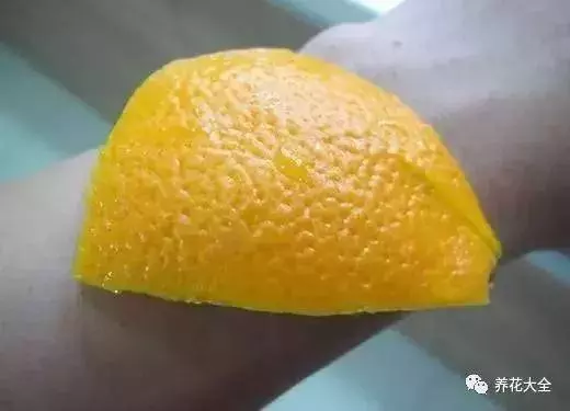 吃剩的橘子皮扔盆裡,花像吃了興奮劑,長的太好了!