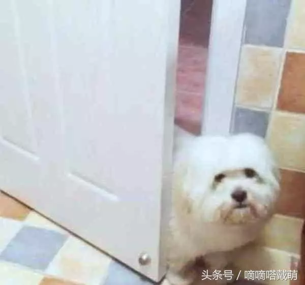 為什麼狗狗喜歡看主人上廁所,看到這隻狗終於明白