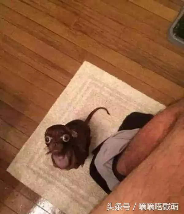 為什麼狗狗喜歡看主人上廁所,看到這隻狗終於明白