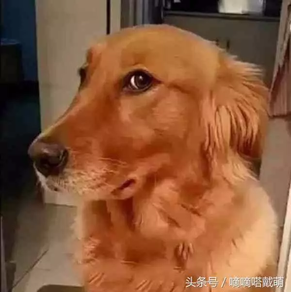 為什麼狗狗喜歡看主人上廁所,看到這隻狗終於明白