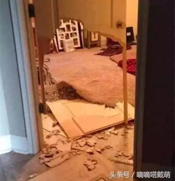 為什麼狗狗喜歡看主人上廁所,看到這隻狗終於明白