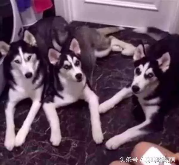 為什麼狗狗喜歡看主人上廁所,看到這隻狗終於明白