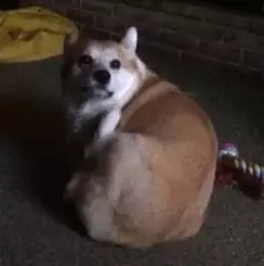 如何看狗狗有沒有蟲?送你7個小技巧
