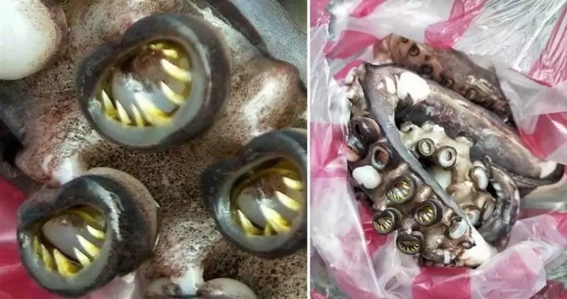 主人惡作劇自製「簡易捕獲裝置」 聰明柴柴最後一秒識破讓主人大破功!
