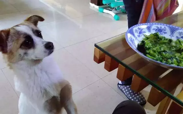 狗狗犯錯,責任在主人!你不知道自己已經犯下了這樣的錯誤