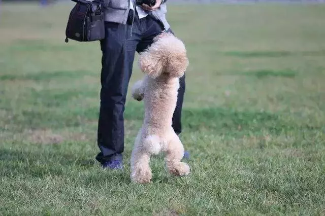 狗狗犯錯,責任在主人!你不知道自己已經犯下了這樣的錯誤