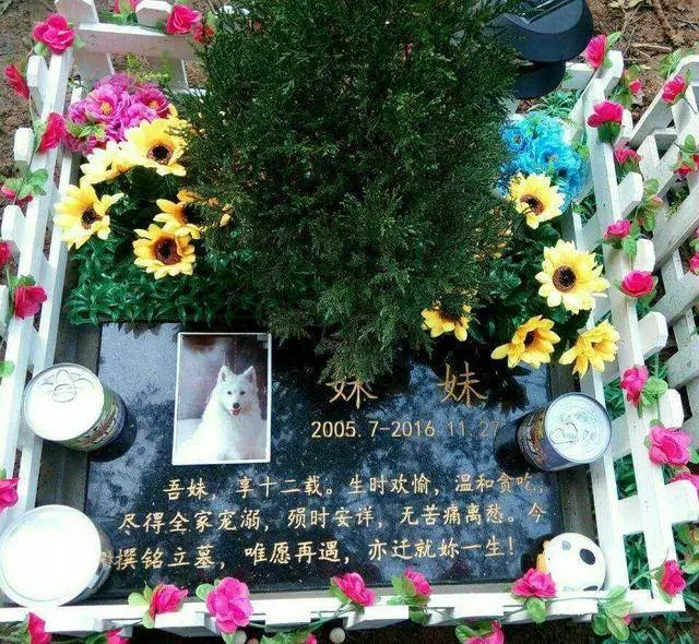 臨終前貓咪努力抬頭道別,那一刻,男子再也抑制不住淚水
