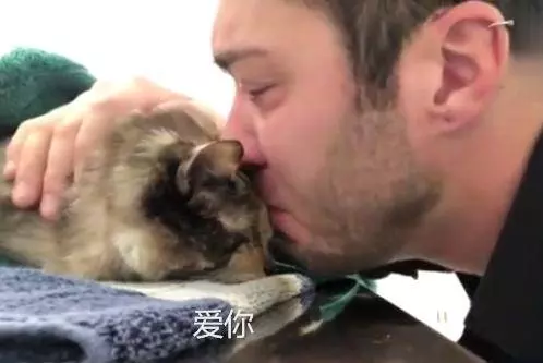 臨終前貓咪努力抬頭道別,那一刻,男子再也抑制不住淚水