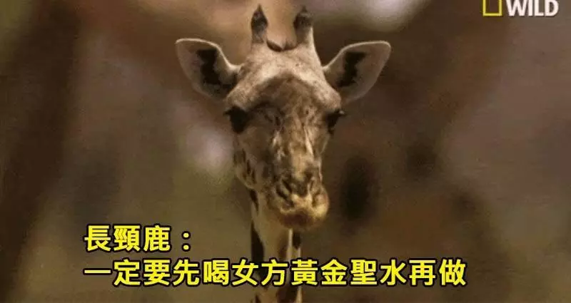 一組動物的另類「變態性知識」,看完完全漲姿勢。袋鼩一次長達14小時、「她們」搞百合也能生...