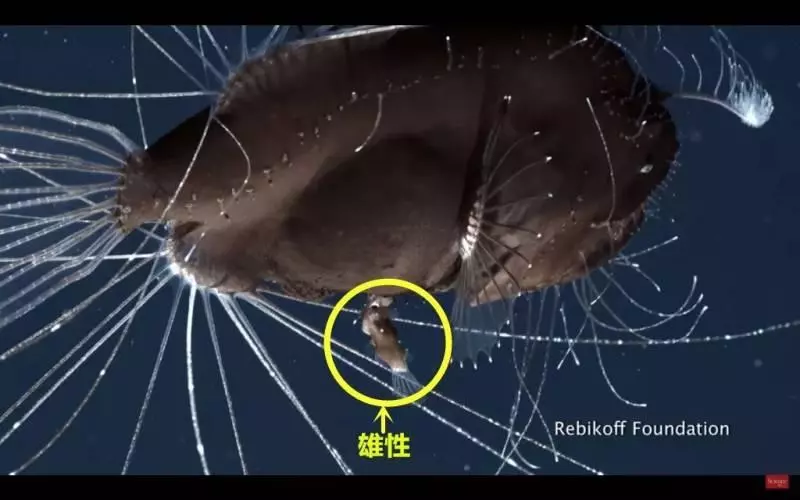 一組動物的另類「變態性知識」,看完完全漲姿勢。袋鼩一次長達14小時、「她們」搞百合也能生...
