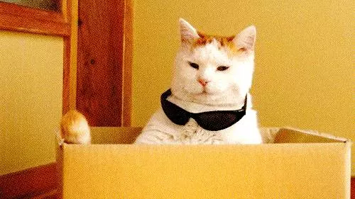 一組動物的另類「變態性知識」,看完完全漲姿勢。袋鼩一次長達14小時、「她們」搞百合也能生...
