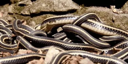 一組動物的另類「變態性知識」,看完完全漲姿勢。袋鼩一次長達14小時、「她們」搞百合也能生...