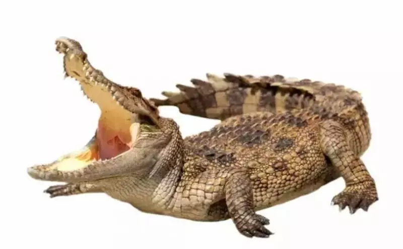 一組動物的另類「變態性知識」,看完完全漲姿勢。袋鼩一次長達14小時、「她們」搞百合也能生...