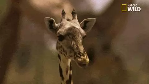 一組動物的另類「變態性知識」,看完完全漲姿勢。袋鼩一次長達14小時、「她們」搞百合也能生...