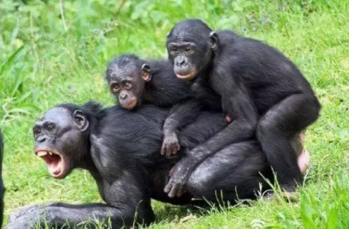 一組動物的另類「變態性知識」,看完完全漲姿勢。袋鼩一次長達14小時、「她們」搞百合也能生...