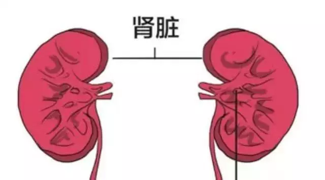 排尿時有4個表現,說明你的腎不太好!【遠2紅、補3黑、戒4事】,腎會慢慢變好的