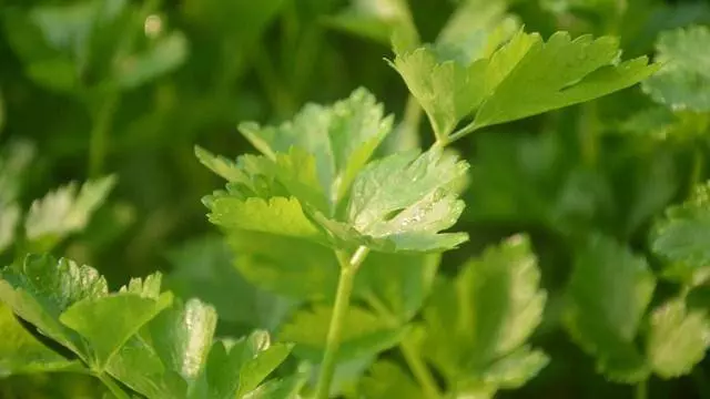 給你提個醒:【炒芹菜】不能放此物,吃了沒病也會容易生病,別怪我沒早告訴你