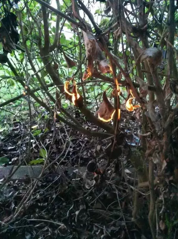 一組第一眼看對的「不是天才就是瘋子」的幻覺照。小心別看到脫窗...