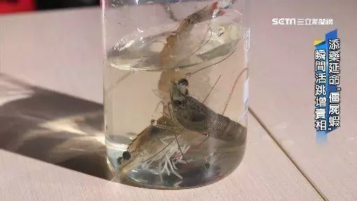 【有片】落呢樣嘢將死蝦變生蝦賣 用一招分辦隻蝦有冇加料