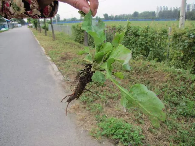 爸爸用這種野草泡酒,能治療體癬等20多種疾病,做法非常簡單