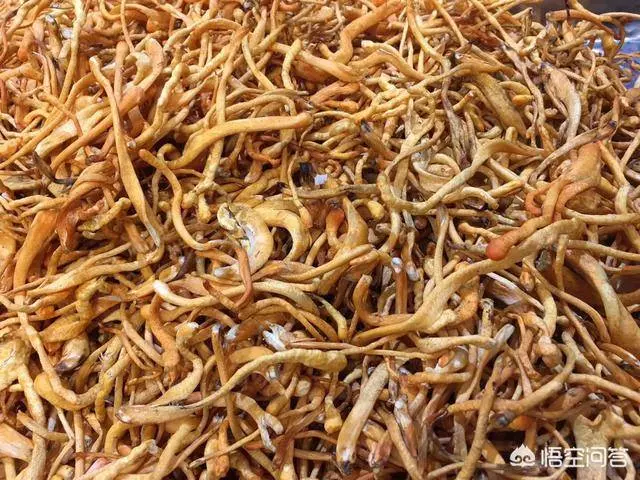 蟲草花的功效:有補肺腎、止咳嗽、益虛損、養精氣之功能,蟲草花怎麼做起來好吃?