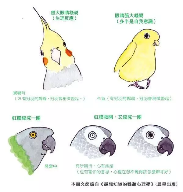 你知道嗎?鸚鵡的「這些動作」,都透露出牠心情的好壞哦!