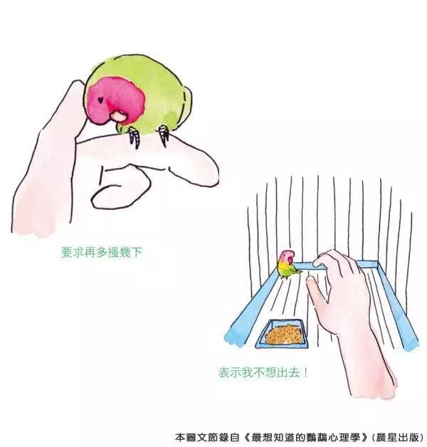 你知道嗎?鸚鵡的「這些動作」,都透露出牠心情的好壞哦!