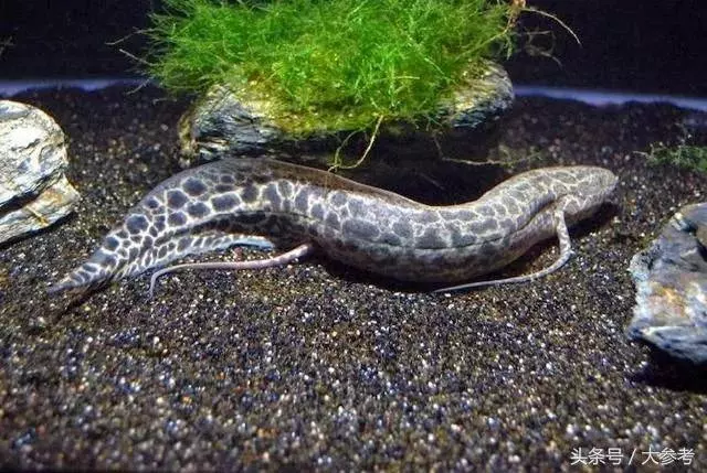 生活在42度高溫的沙漠,無水可存活4年,世界上最牛的魚