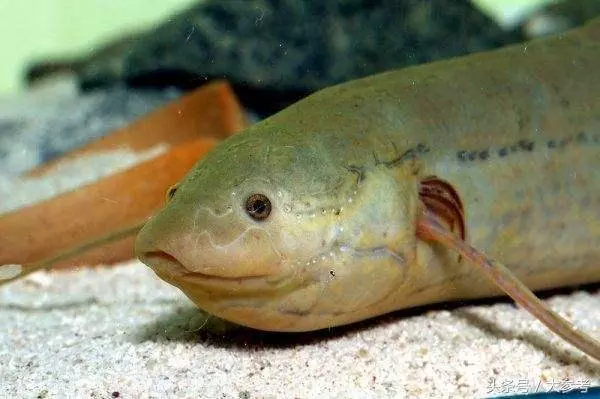 生活在42度高溫的沙漠,無水可存活4年,世界上最牛的魚