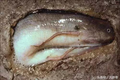 生活在42度高溫的沙漠,無水可存活4年,世界上最牛的魚