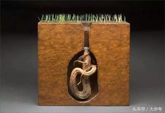生活在42度高溫的沙漠,無水可存活4年,世界上最牛的魚