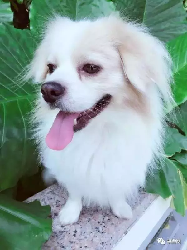 心理測試:你最想讓哪只狗狗陪你,測你心裡最愛的人是誰?