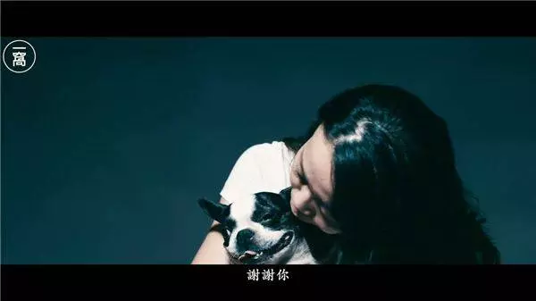 13位主人暢談與毛孩之間點滴 被問準備好面對毛孩生死了嗎 紛紛哽咽淚崩