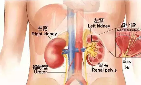 祖傳強腎秘方:60歲也可以「征服女人」!