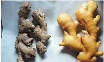 生薑放久容易乾癟?教你一招保存生薑,放再久都可以!超實用哦!