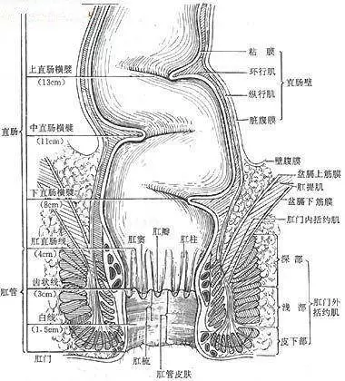 狗狗體味重?頻繁洗澡反而得了皮膚病,除味需要找准源頭