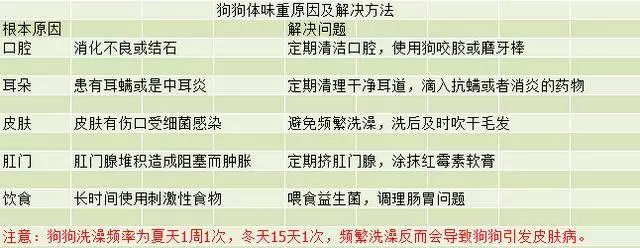 狗狗體味重?頻繁洗澡反而得了皮膚病,除味需要找准源頭