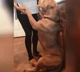 柯基目睹了主人生孩子的全過程,畫面暖到讓人想哭