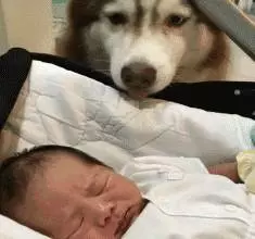 柯基目睹了主人生孩子的全過程,畫面暖到讓人想哭