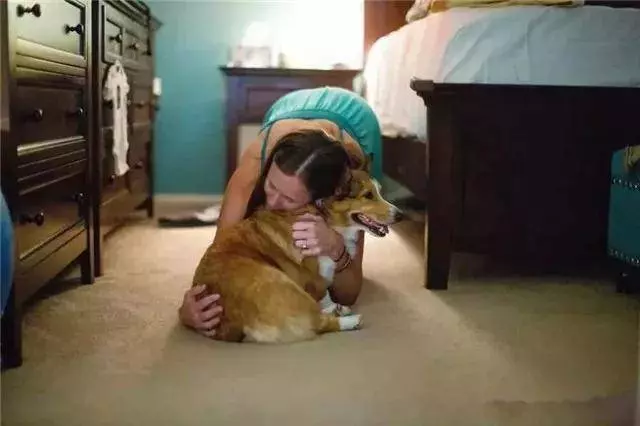 柯基目睹了主人生孩子的全過程,畫面暖到讓人想哭