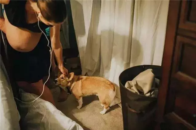 柯基目睹了主人生孩子的全過程,畫面暖到讓人想哭