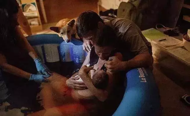柯基目睹了主人生孩子的全過程,畫面暖到讓人想哭