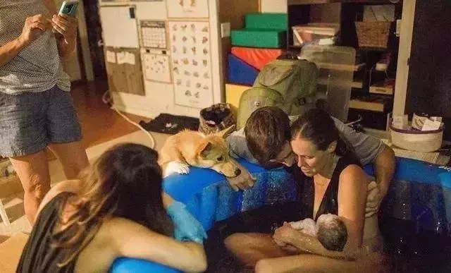 柯基目睹了主人生孩子的全過程,畫面暖到讓人想哭