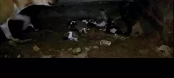 流浪狗媽生育七子,眼鏡蛇突然造訪,狗媽絲毫不畏懼,最終與好心人戰勝毒蛇!