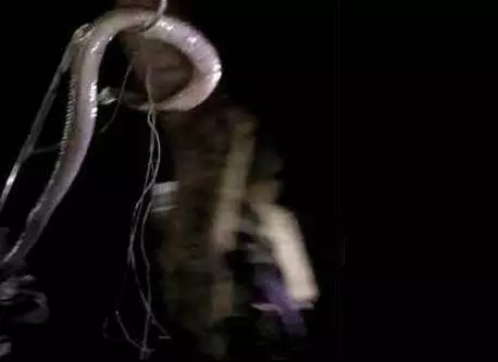 流浪狗媽生育七子,眼鏡蛇突然造訪,狗媽絲毫不畏懼,最終與好心人戰勝毒蛇!