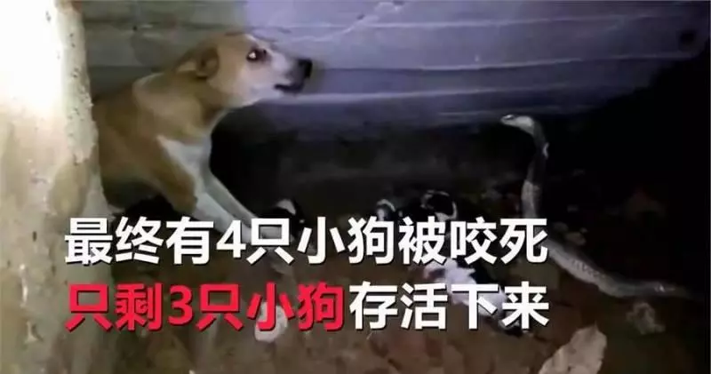 流浪狗媽生育七子,眼鏡蛇突然造訪,狗媽絲毫不畏懼,最終與好心人戰勝毒蛇!